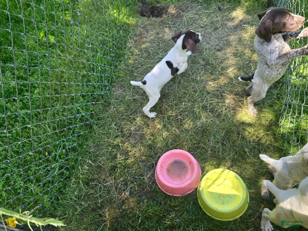 German Shorthaired Pointer dogs for sale: German Shorthaired Pointer Puppy 1 - Ad 2