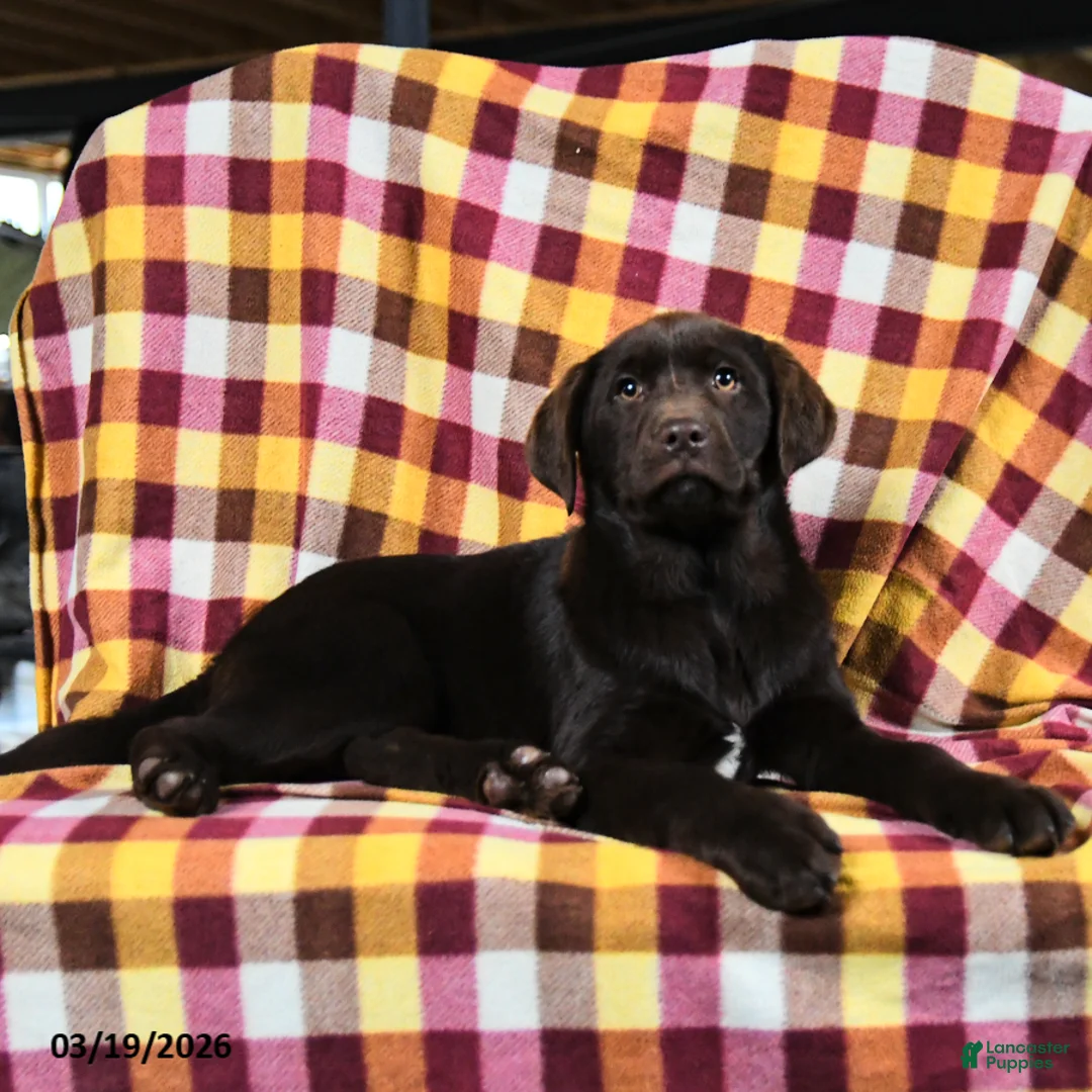 Labrador Retriever dogs for sale: Caramel - Ad 3