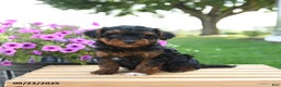 Mixed Breed dogs for sale: Tulip - Ad 1