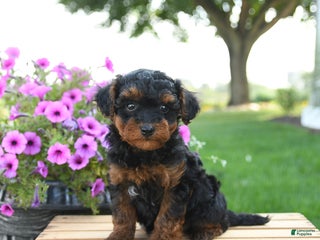 Mixed Breed dogs Tulip - Ad 1