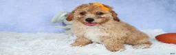 Miniature Poodle dogs for sale: WAYNE - Ad 6
