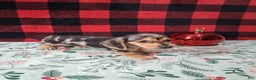 Miniature Dachshund dogs for sale: Lifesaver - Ad 4