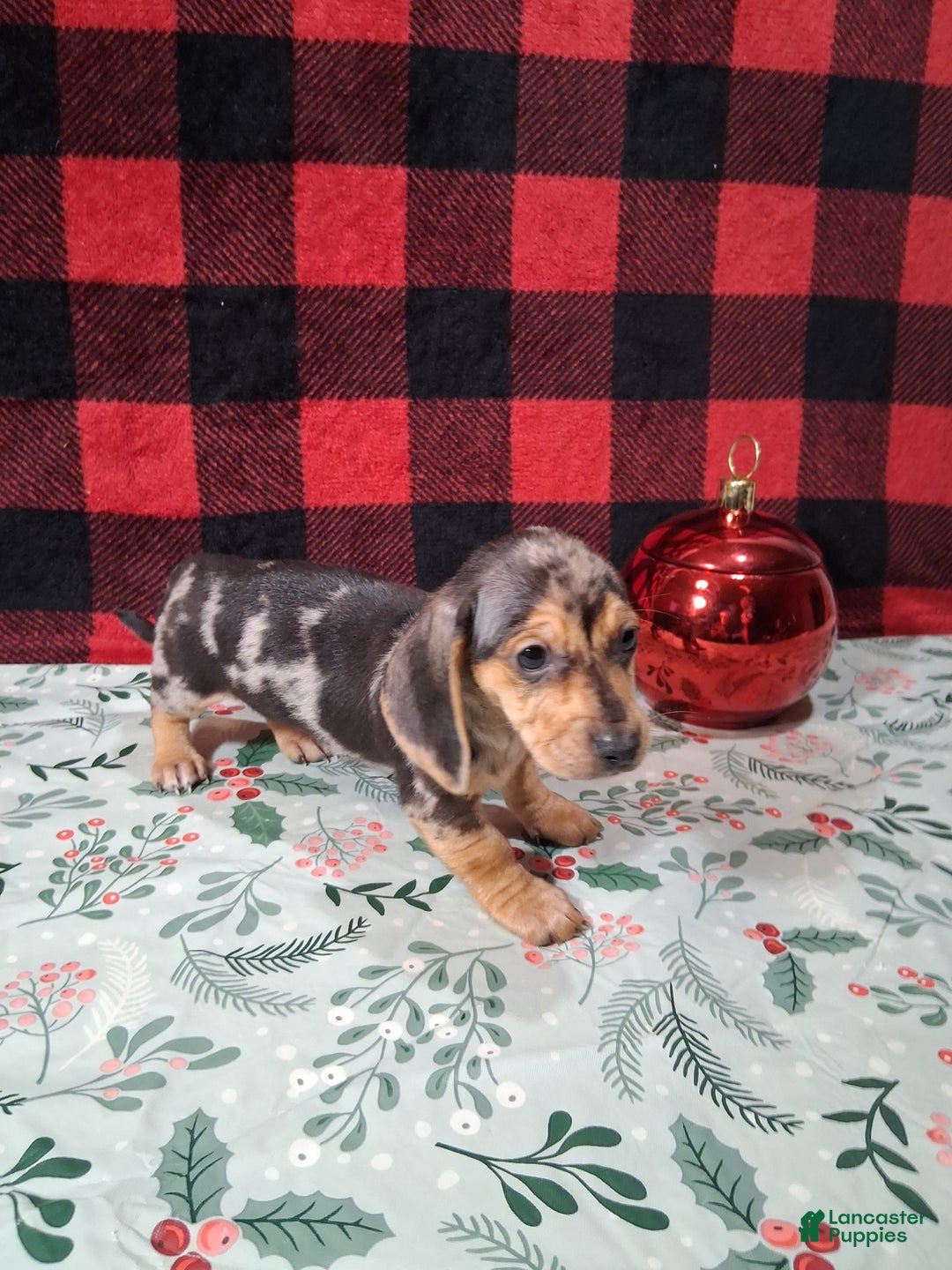 Miniature Dachshund dogs for sale: Lifesaver - Ad 4
