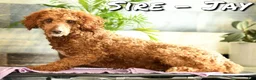 Cavapoo dogs for sale: Tracy - Ad 11