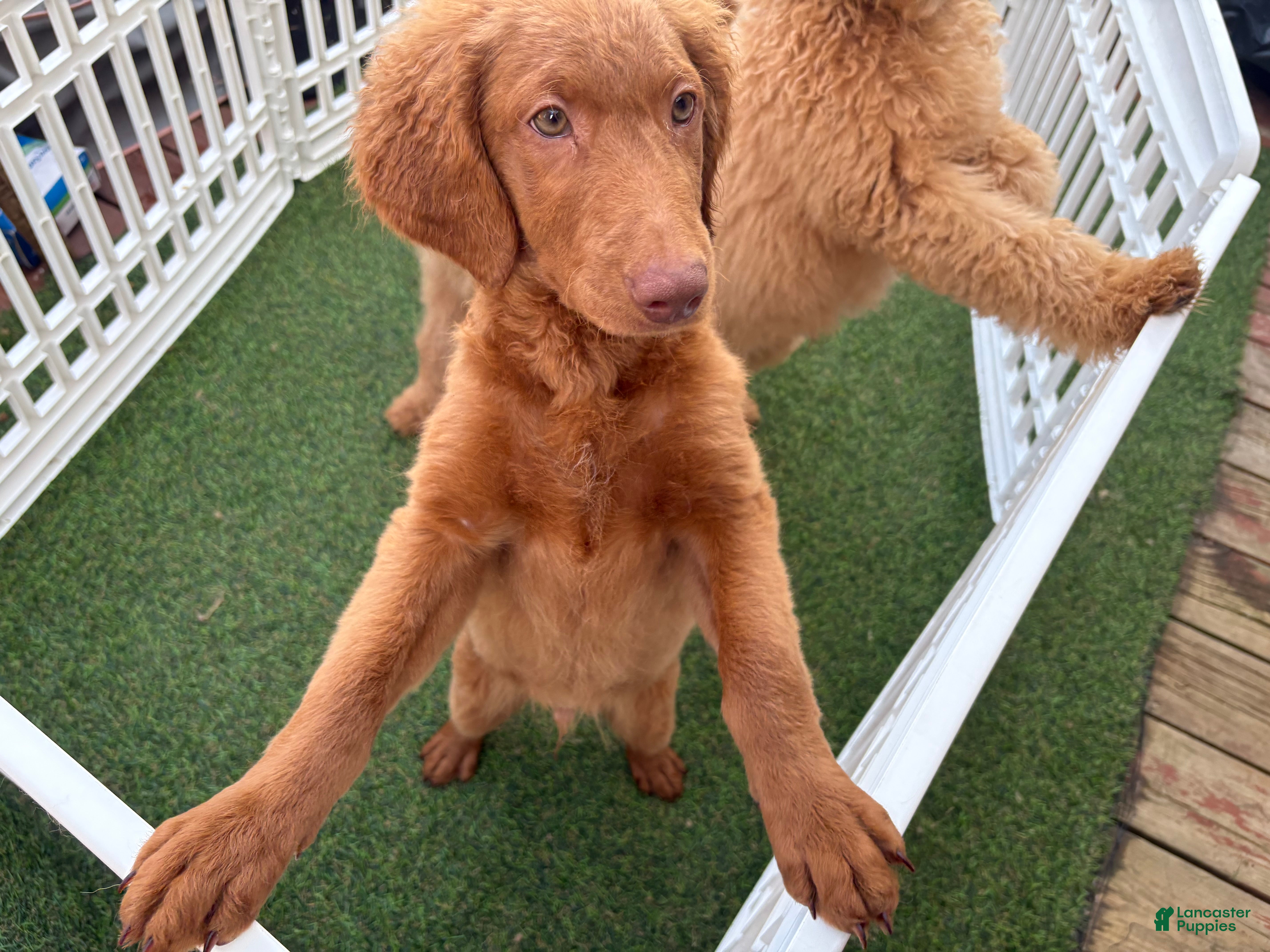 Goldendoodle dogs Deuce - Ad 2