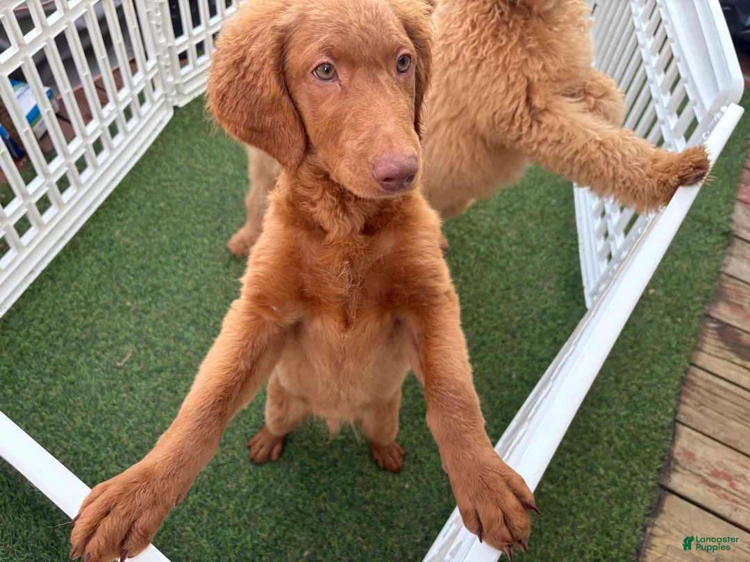 Goldendoodle dogs for sale: Deuce - Ad 2