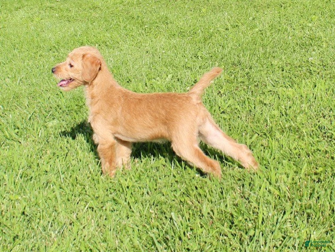 Mixed Breed dogs for sale: Krista - Ad 4
