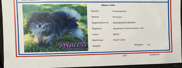 Princess