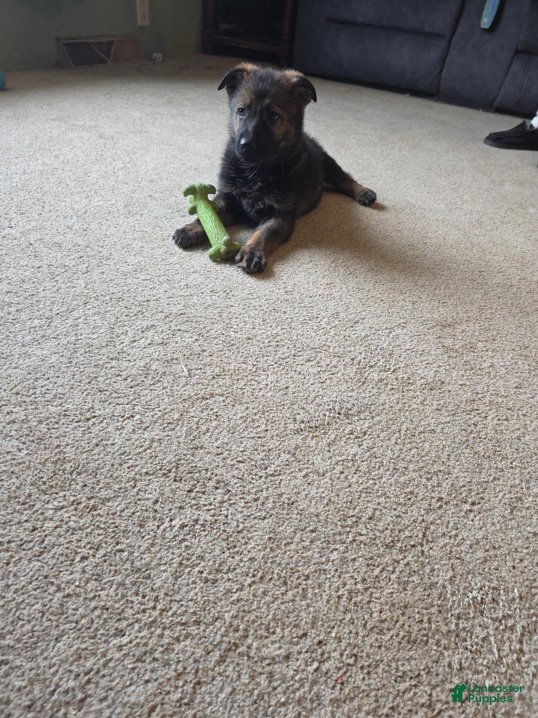 German Shepherd dogs for sale: German Shepherd Puppy 2 - Ad 4