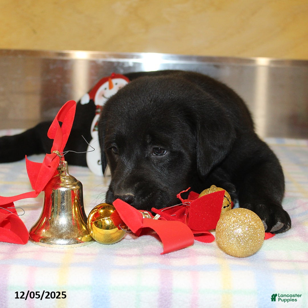 Goldador dogs for sale: Bruno - Ad 1