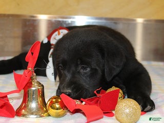 Goldador dogs Bruno - Ad 2