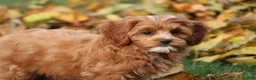 Cavapoo dogs for sale: Bryce - Ad 7