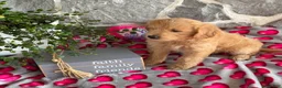 Goldendoodle dogs for sale: Nora - Ad 11