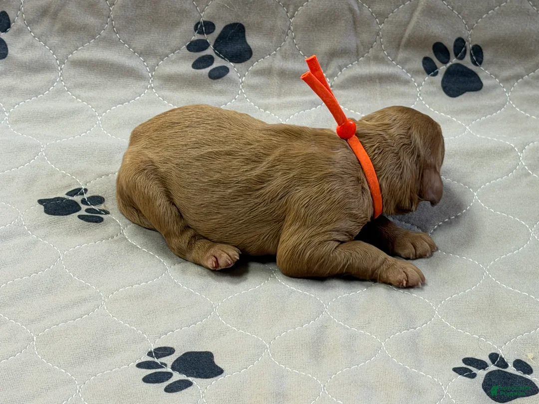 Goldendoodle dogs for sale: Orange - Goldendoodle Puppy 9 - Ad 2