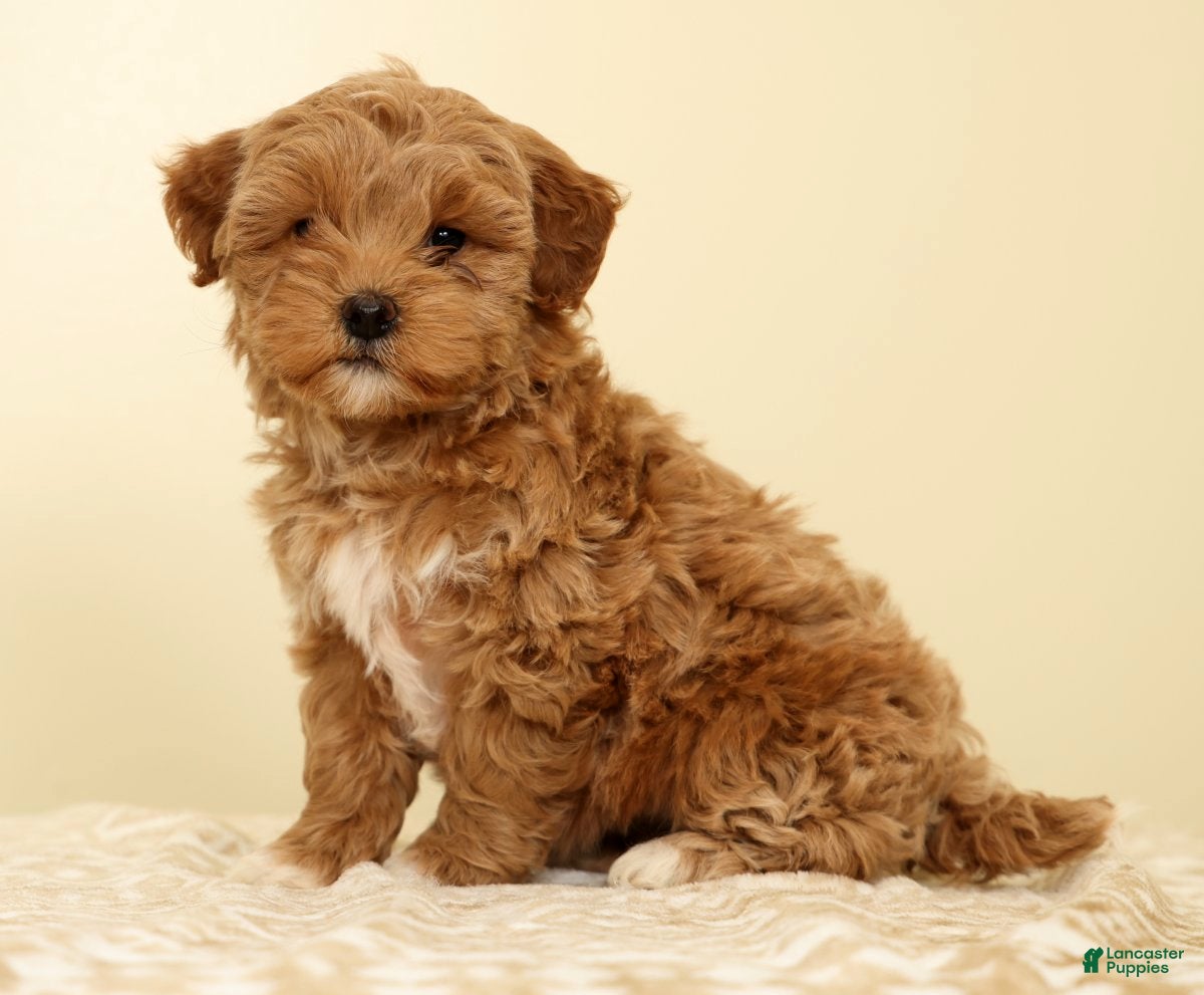 Mini Goldendoodle dogs Callie - Ad 1