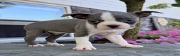 Boston Terrier dogs for sale: Cece - Ad 3