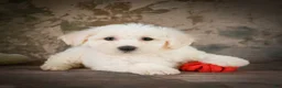 Bichon Frise dogs for sale: Bobby - Ad 6