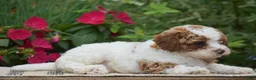 Miniature Poodle dogs for sale: Lola - Ad 6