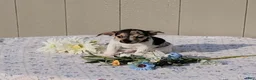 Jack Russell Terrier dogs for sale: Pearl - Ad 5