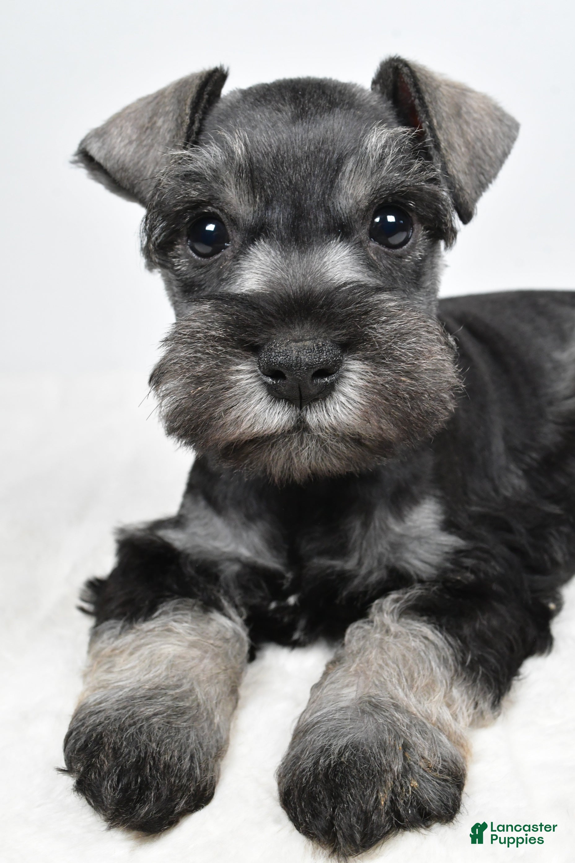 Miniature Schnauzer dogs Lonnie - Ad 2