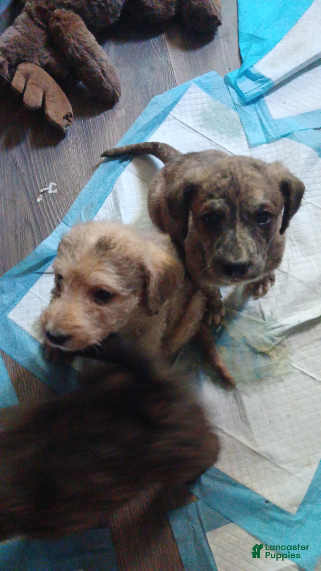 Labradoodle dogs for sale: Creamy mae - Ad 19