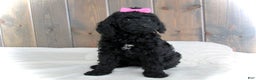 Mini Goldendoodle dogs for sale: Abby - Ad 6