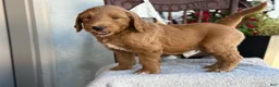 Goldendoodle dogs for sale: Chip - Ad 5