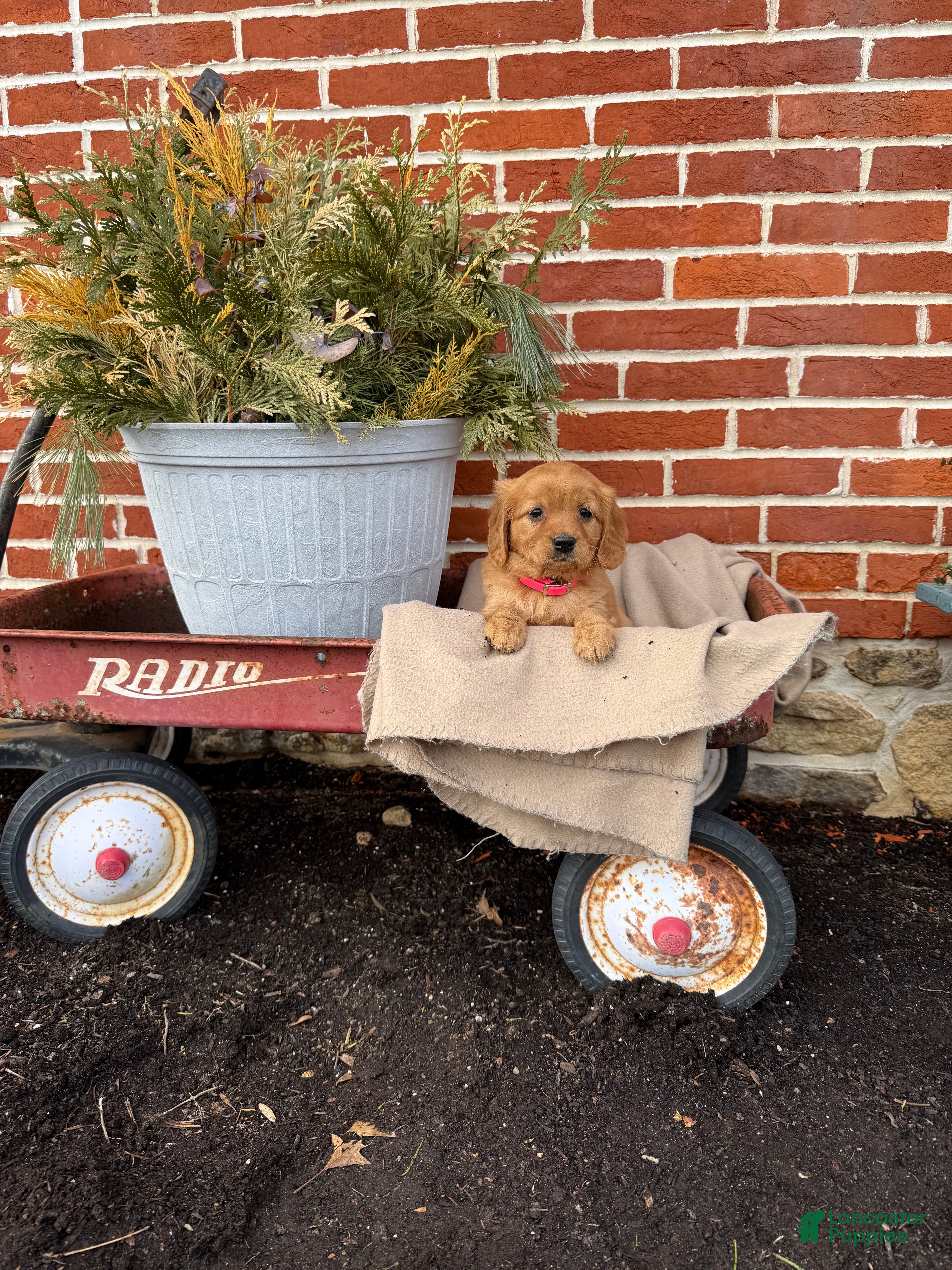 Miniature Golden Retriever dogs Miniature Golden Retriever Puppy 1 - Ad 2