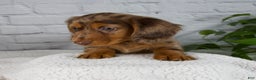 Miniature Dachshund dogs for sale: Mia - Ad 13