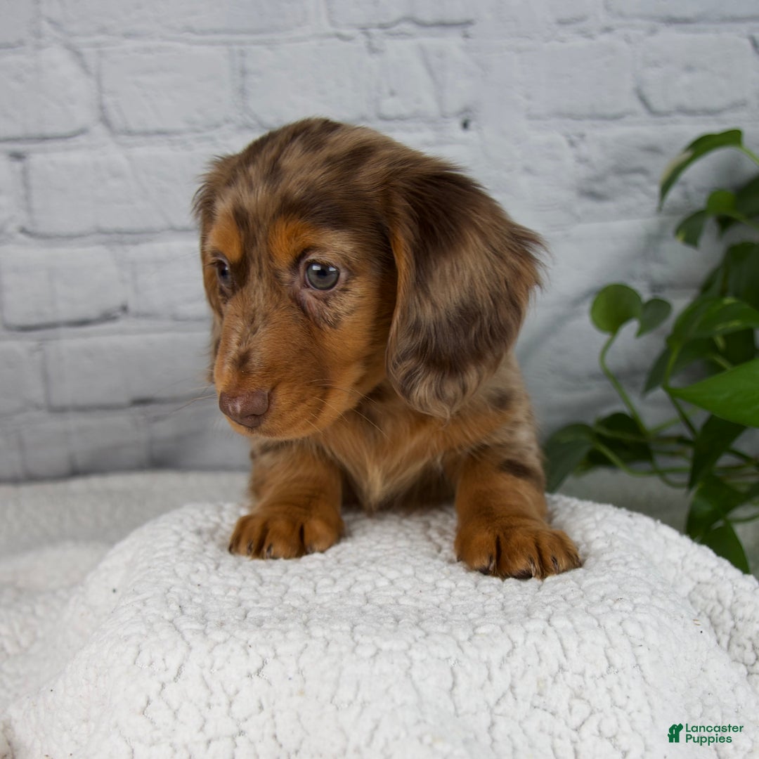 Miniature Dachshund dogs for sale: Mia - Ad 13