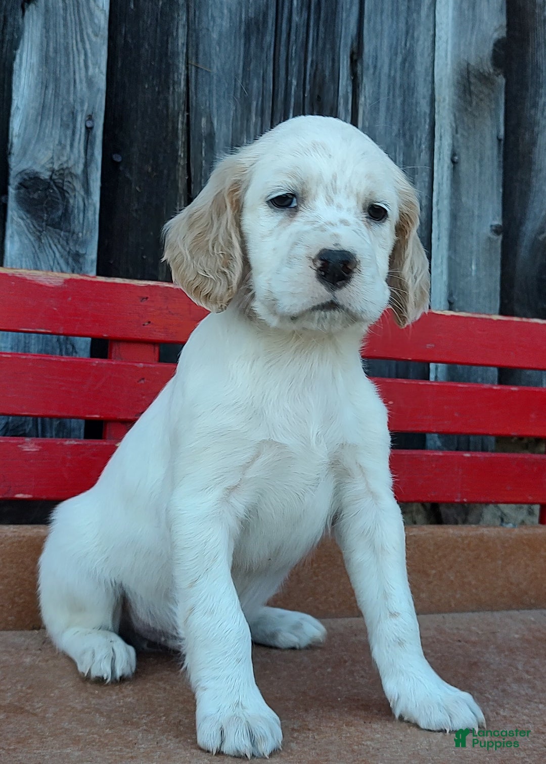 English Setter litter of puppies for sale in Morris Lancaster