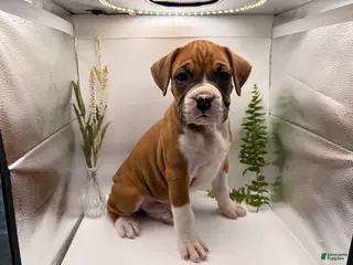 Boxer dogs Champ - Ad 23