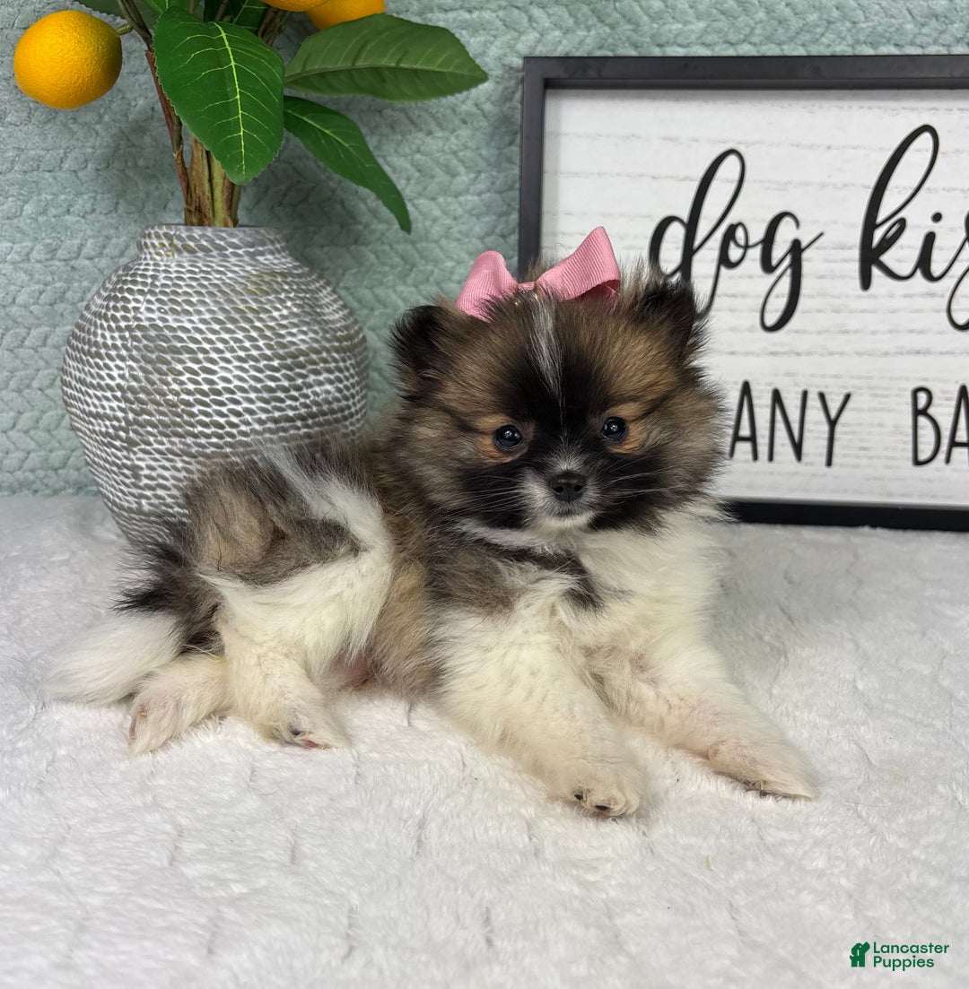 Pomeranian dogs for sale: Penelope  - Ad 5