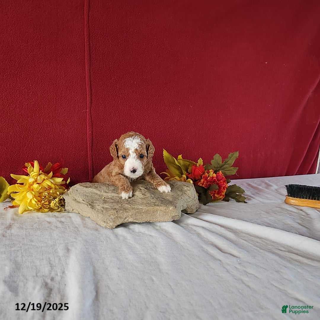 Cavapoo dogs for sale: Tina - Ad 3