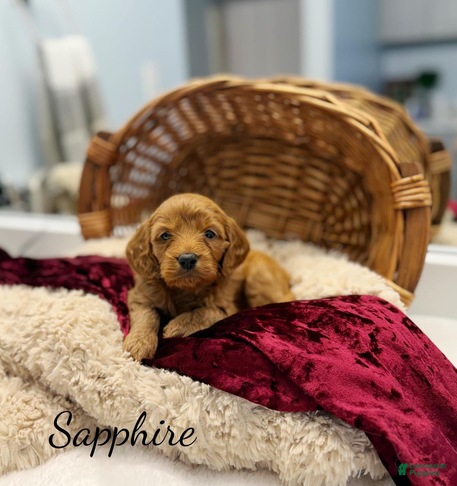 Mini Goldendoodle dogs Sapphire  - Ad 1
