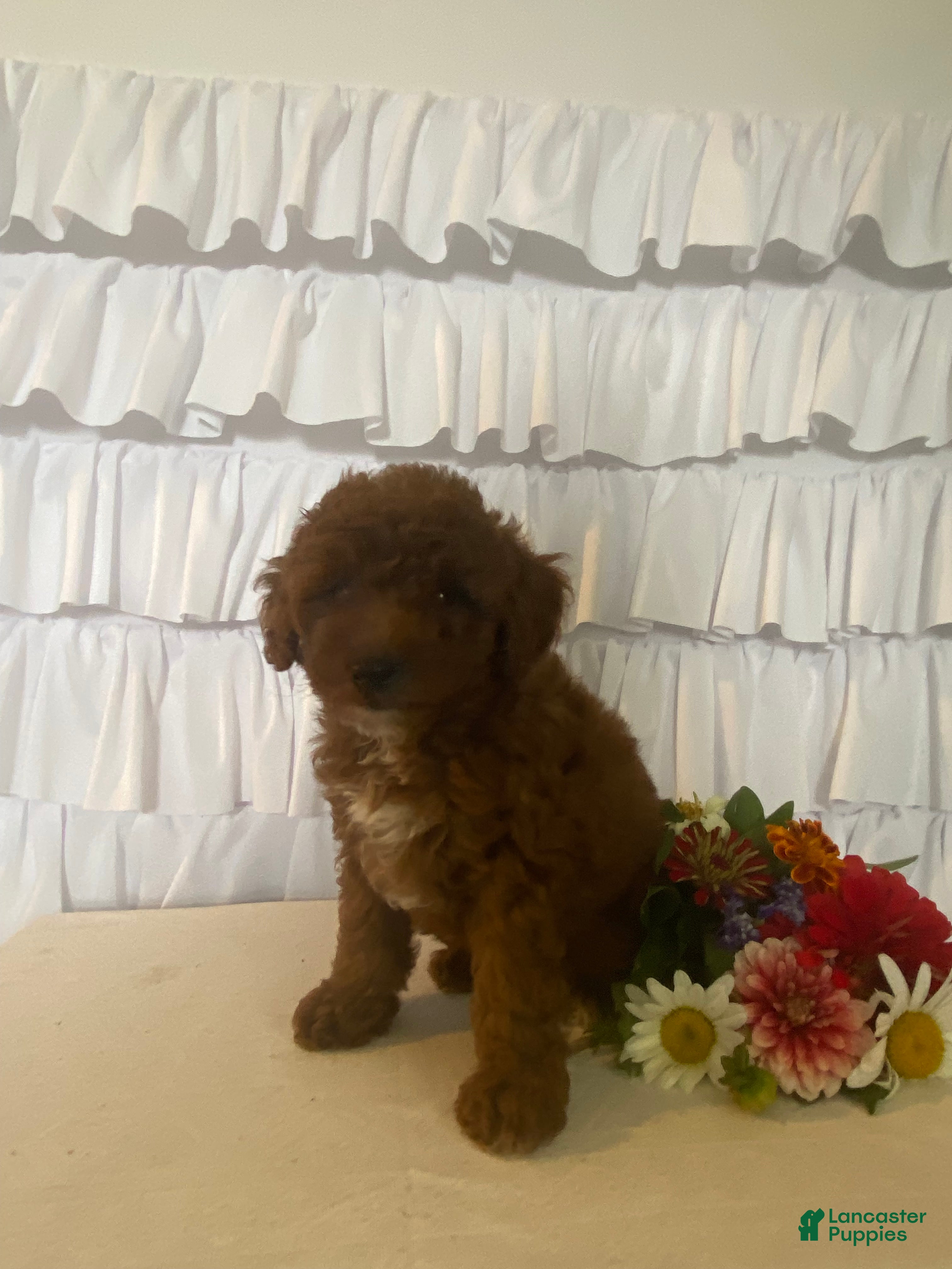 Miniature Poodle dogs June - Ad 1