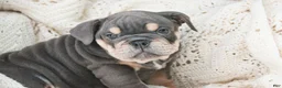 English Bulldog dogs for sale: Xena - Ad 1
