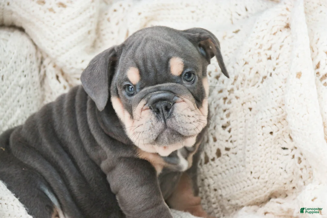 English Bulldog dogs for sale: Xena - Ad 1