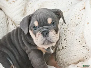 English Bulldog dogs Xena - Ad 11