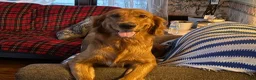 Golden Shepherd dogs for sale: Golden Shepherd blue collar male - Ad 5