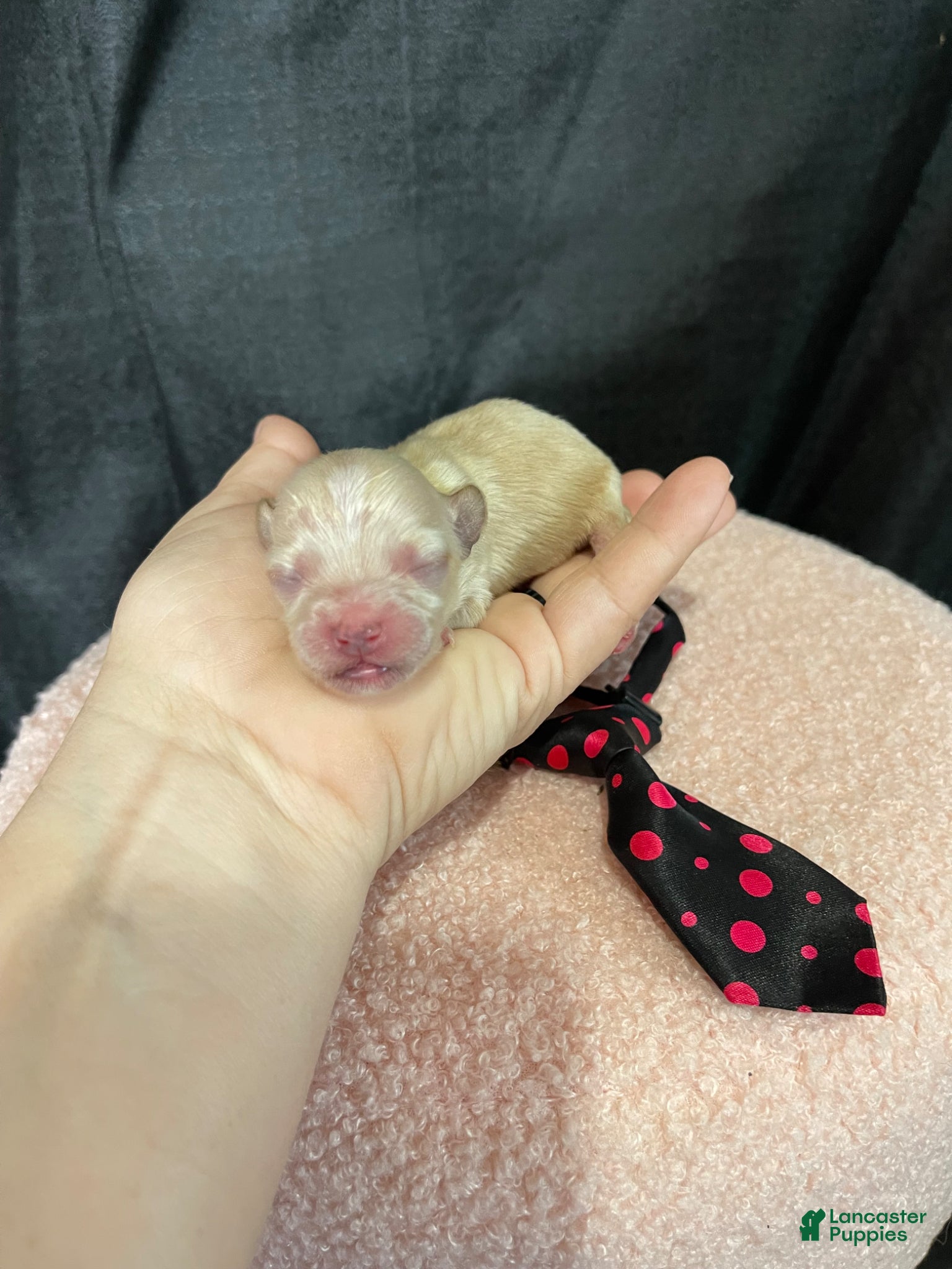 Maltipoo dogs Maltipoo Boy! Black Tie - Ad 6
