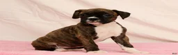 Boxer dogs for sale: Cookie - Ad 4