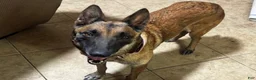 Belgian Malinois dogs for sale: Dina - Ad 2