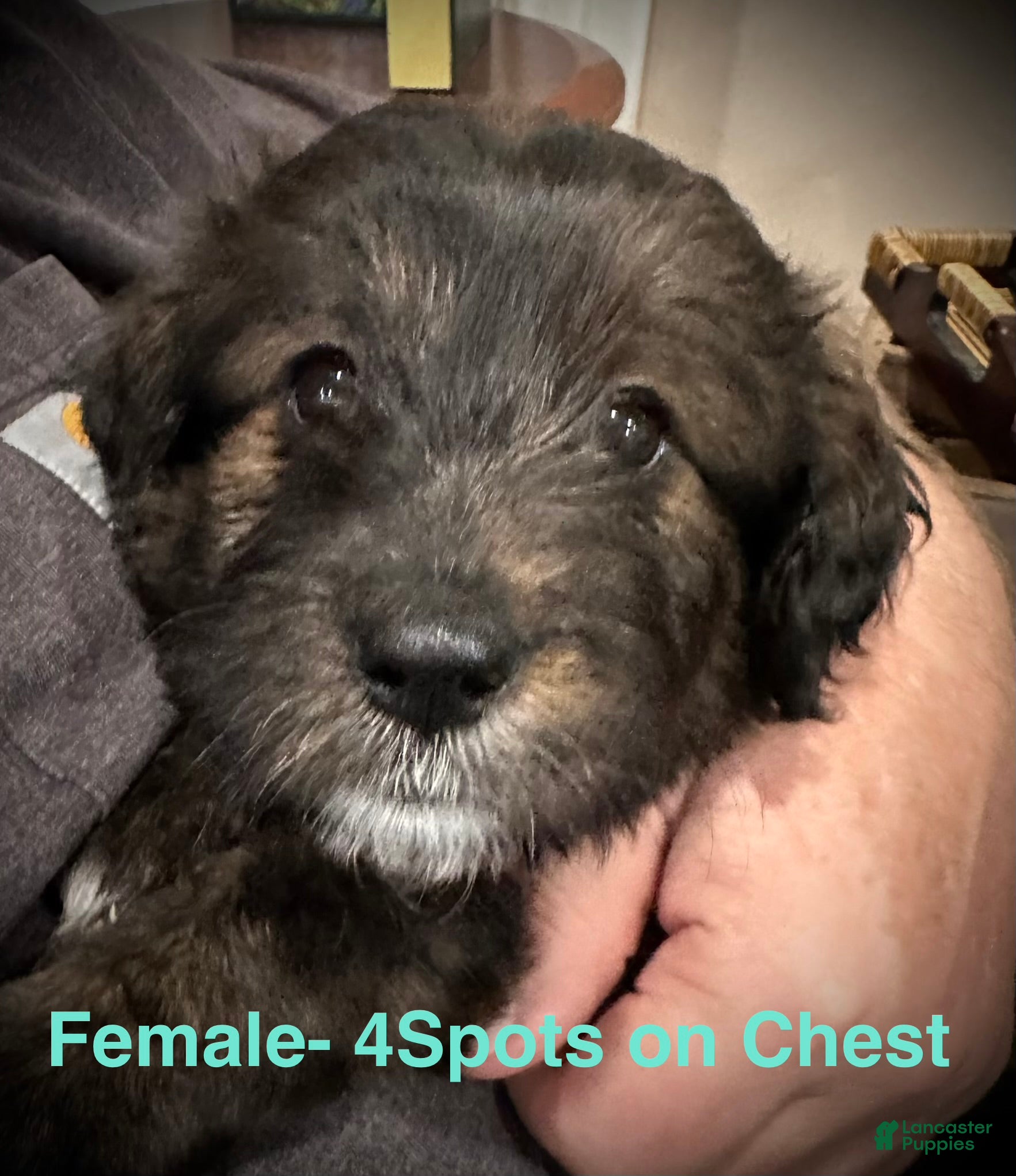 Mixed Breed dogs Female # 6 English Shepherd Doodle - Ad 36