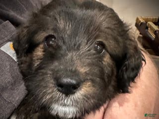 Mixed Breed dogs Female # 6 English Shepherd Doodle - Ad 28