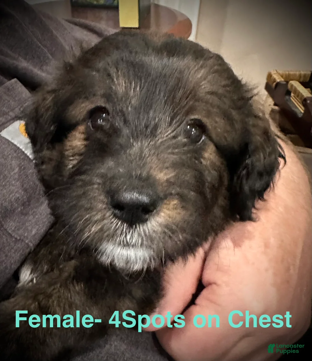 Mixed Breed dogs for sale: Female # 6 English Shepherd Doodle - Ad 1