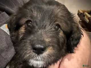 Mixed Breed dogs Female # 6 English Shepherd Doodle - Ad 41