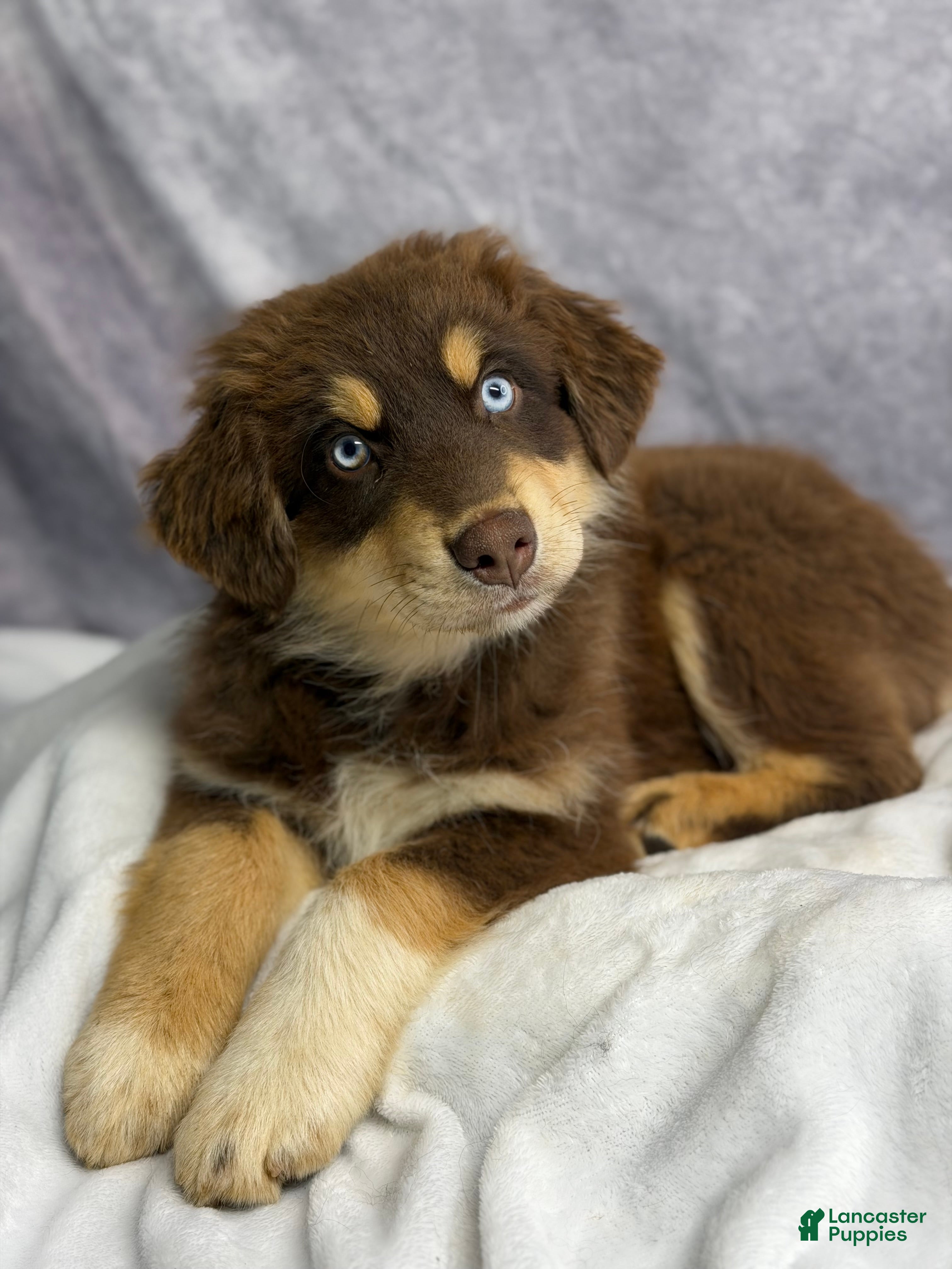 Australian Shepherd dogs for sale: Australian Shepherd Teddy Bear - Ad 3