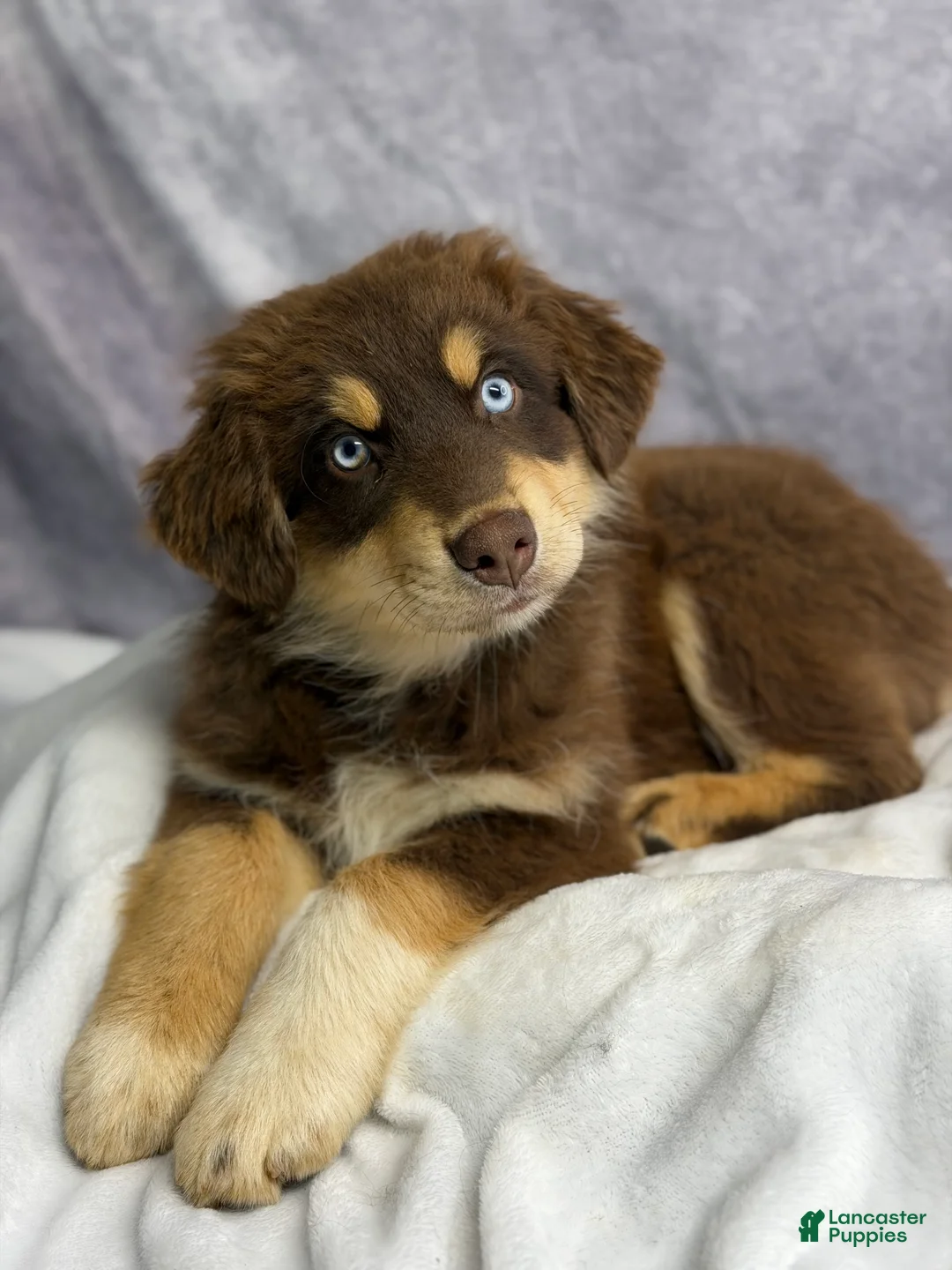 Australian Shepherd dogs for sale: Australian Shepherd Teddy Bear - Ad 1