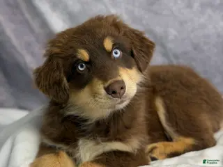 Australian Shepherd dogs for sale: Australian Shepherd Teddy Bear - Ad 3
